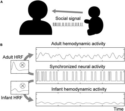 Effects of Hemodynamic Differences on the Assessment of Inter-Brain Synchrony Between Adults and Infants